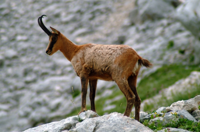 Camoscio d''Abruzzo Rupicapra pyrenaica ornata